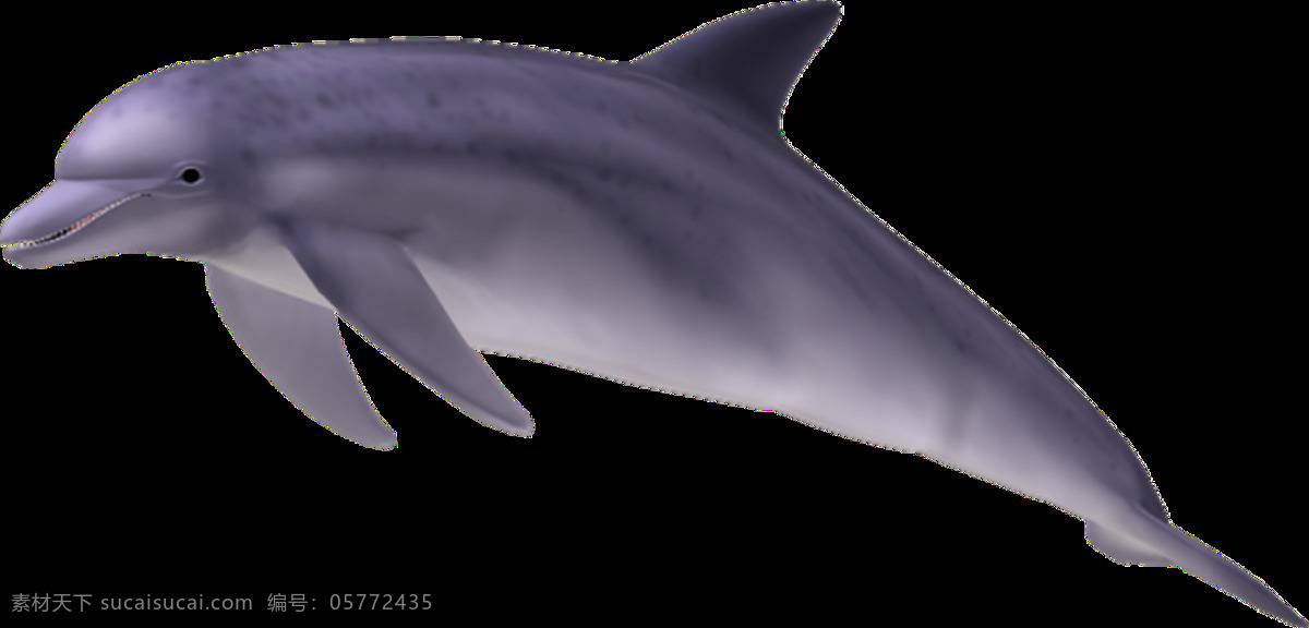 海豚图片 海豚 江豚 png图 透明图 免扣图 透明背景 透明底 抠图 生物世界 海洋生物