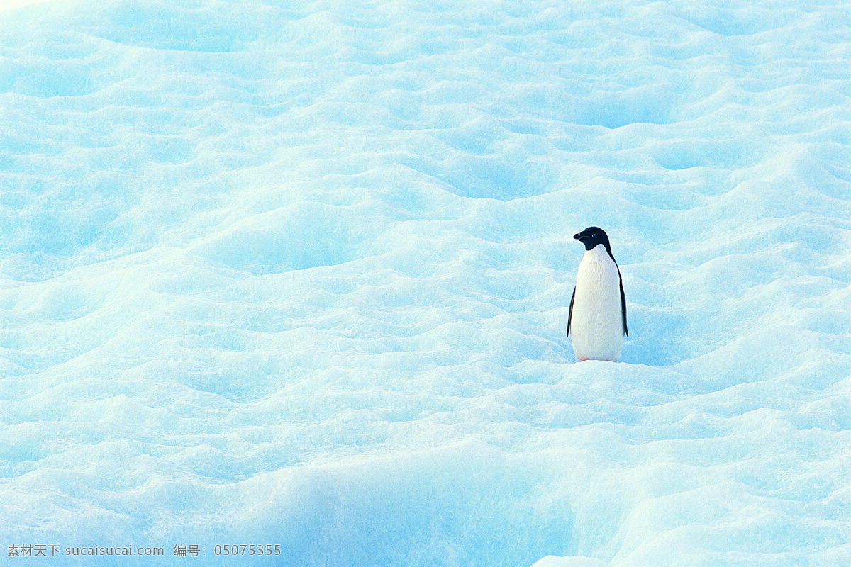 南极 冰 帝 企鹅 南极中的企鹅 企鹅在南极 南极图片 企鹅图片 青色 天蓝色