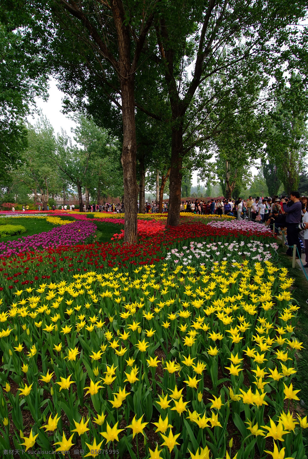 北京香山 北京 香山 花园 郁金香 绿树 树林 国内旅游 旅游摄影