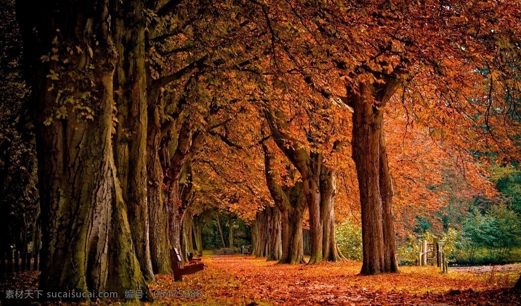 秋季风景 忧伤的季节 秋季 金色落叶 落叶 秋意浓 秋天 金黄色 背景 壁纸 树木树叶 生物世界