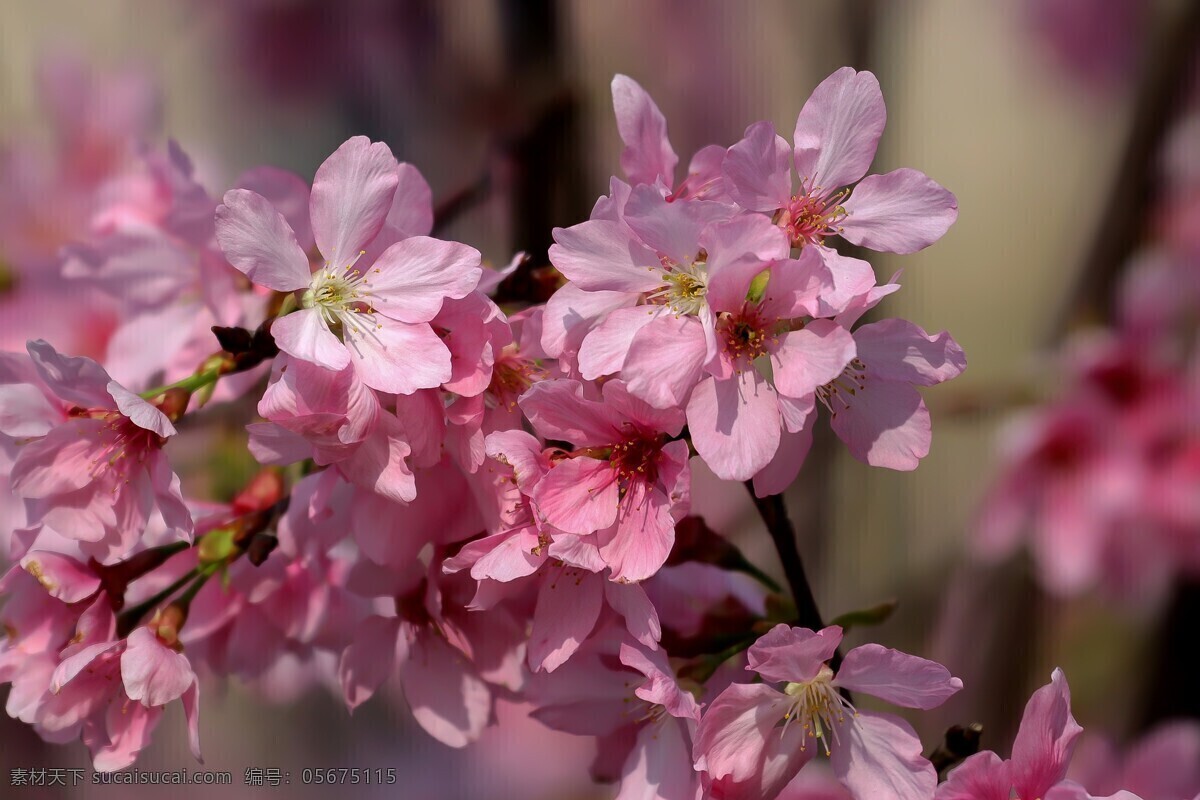 鲜艳 粉色 樱花 高清 鲜花 粉花 花枝 花卉