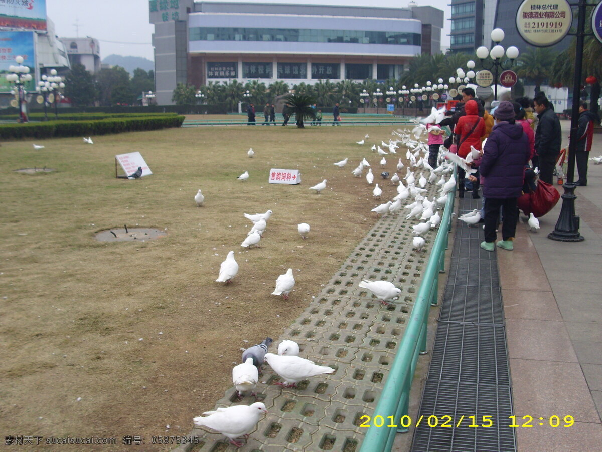 广场 飞鸽 白色 草地 草坪 动物 鸽子 桂林 人物 一群 风景 生活 旅游餐饮