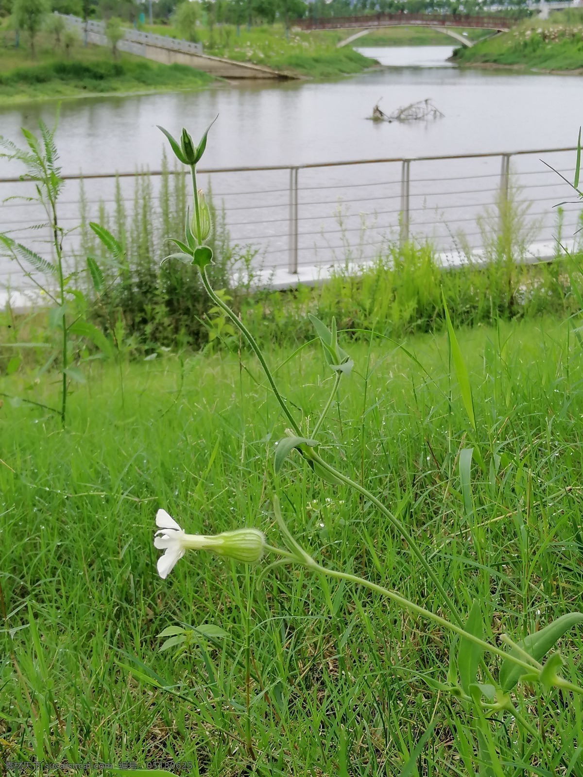 最美的风景 河岸风景 小花朵 野花开放 绽放 露水 自然景观 自然风景