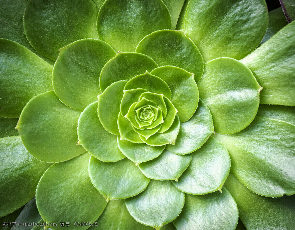 绿色植物 植物 花卉 花草树木 鲜花 花朵 生物世界