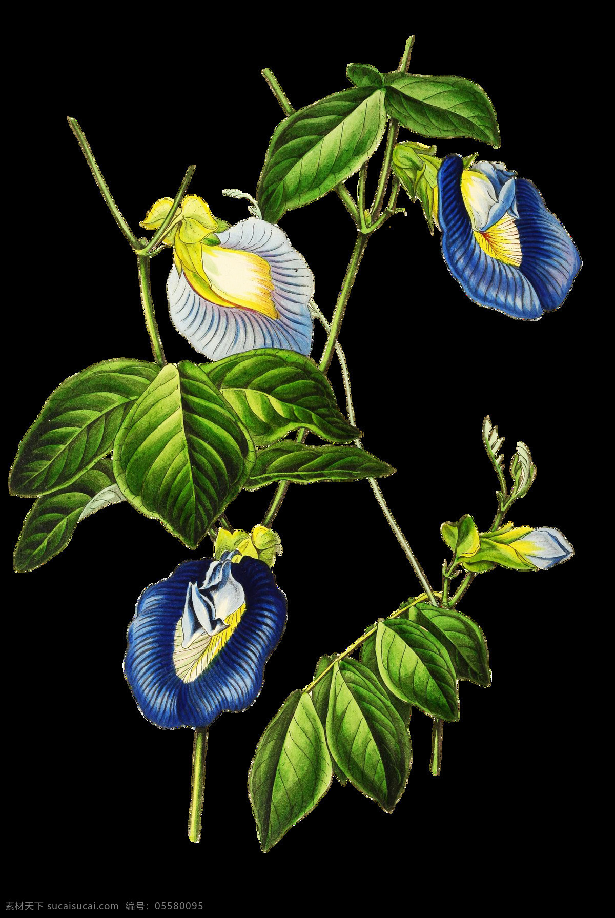 蓝 花束 卡通 透明 花朵 蓝色 透明素材 免扣素材 装饰图案
