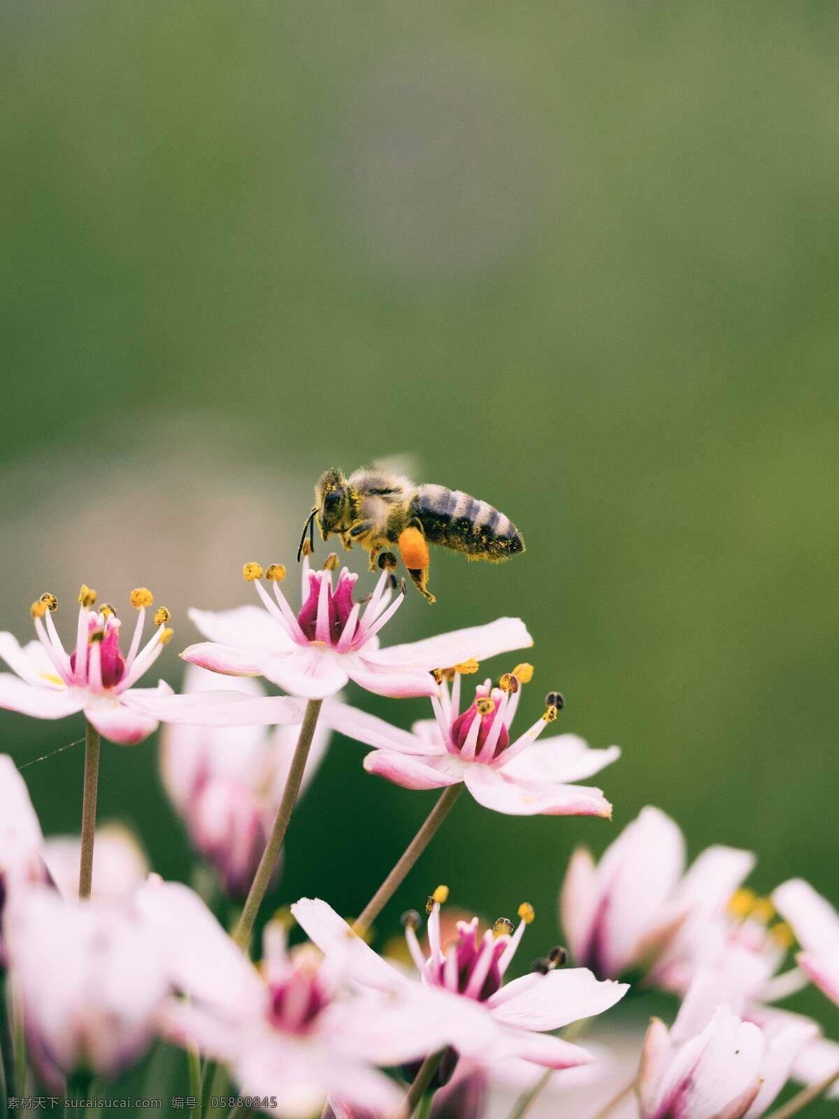 蜜蜂图片 蜜蜂 小蜜蜂 大蜜蜂 大黄蜂 飞舞 采蜜 花朵 花期 花瓣 动物 生物世界 昆虫