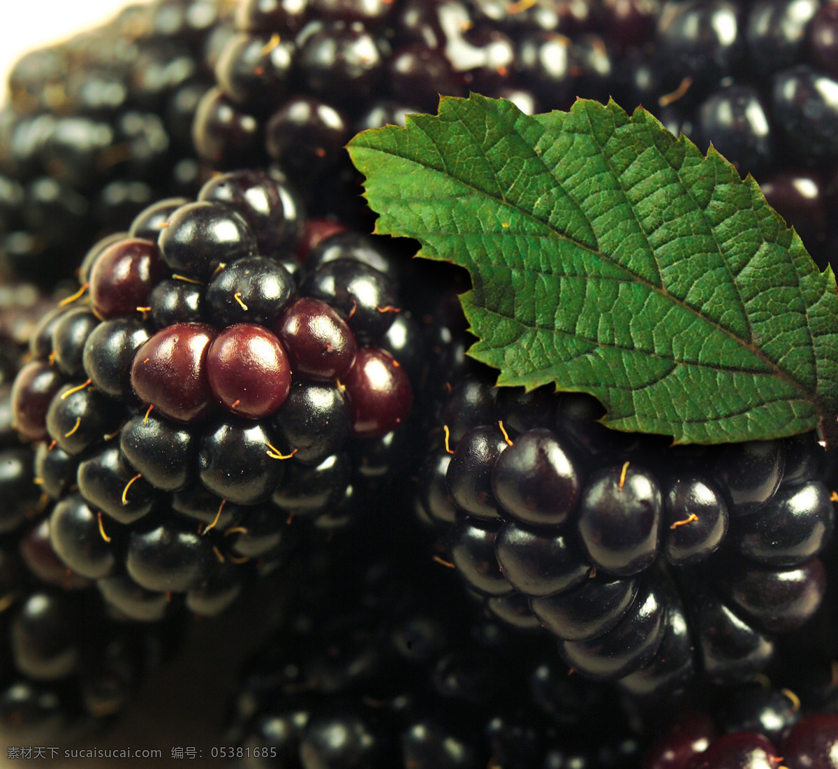 黑莓 blackberry 露莓 紫黑 深紫 紫色 黑色 果实 水果 树叶 生物世界 摄影图库