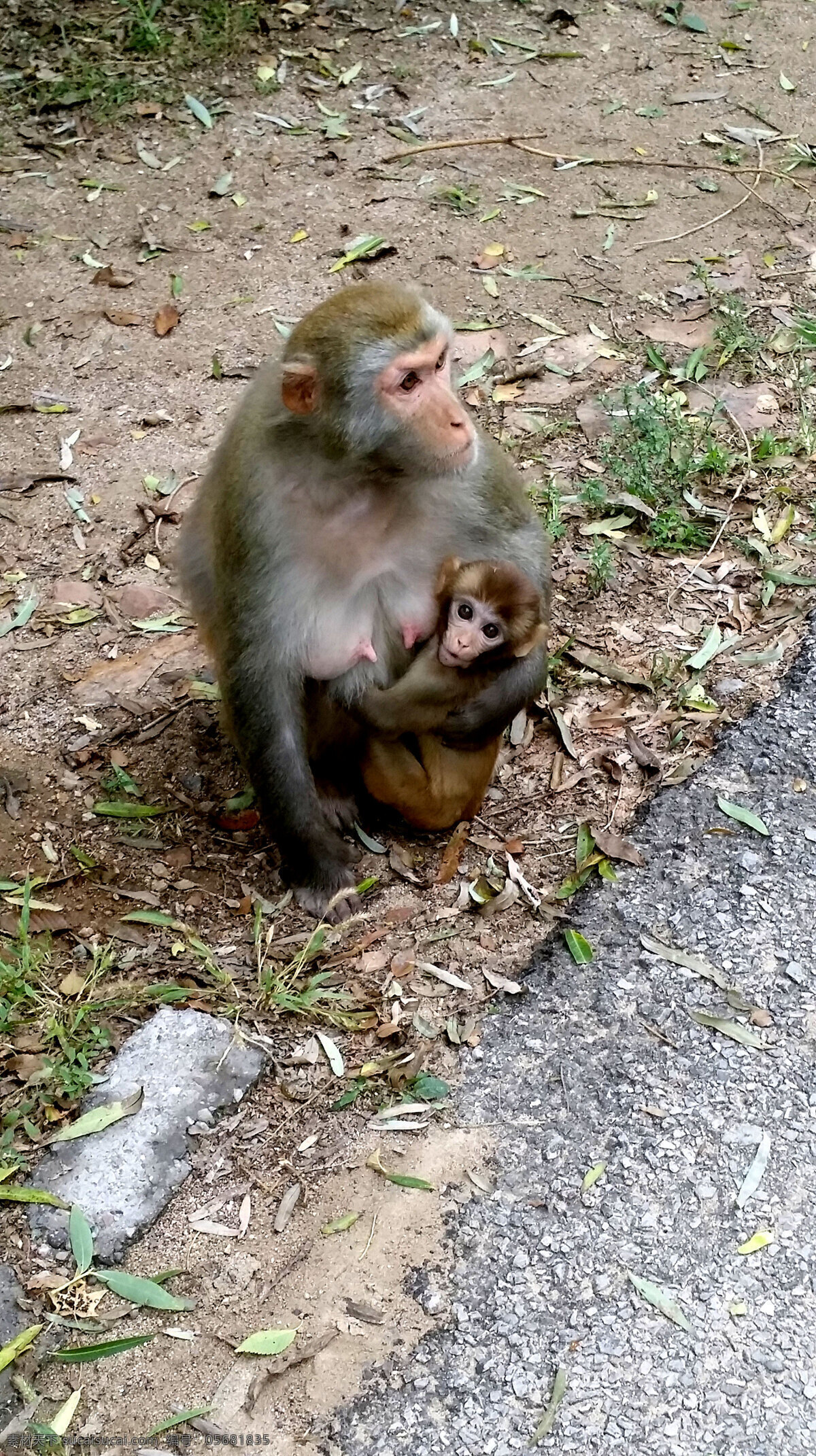 北京 八达岭 野生 动物园 猴子 野生动物园 动物 旅游摄影 国内旅游
