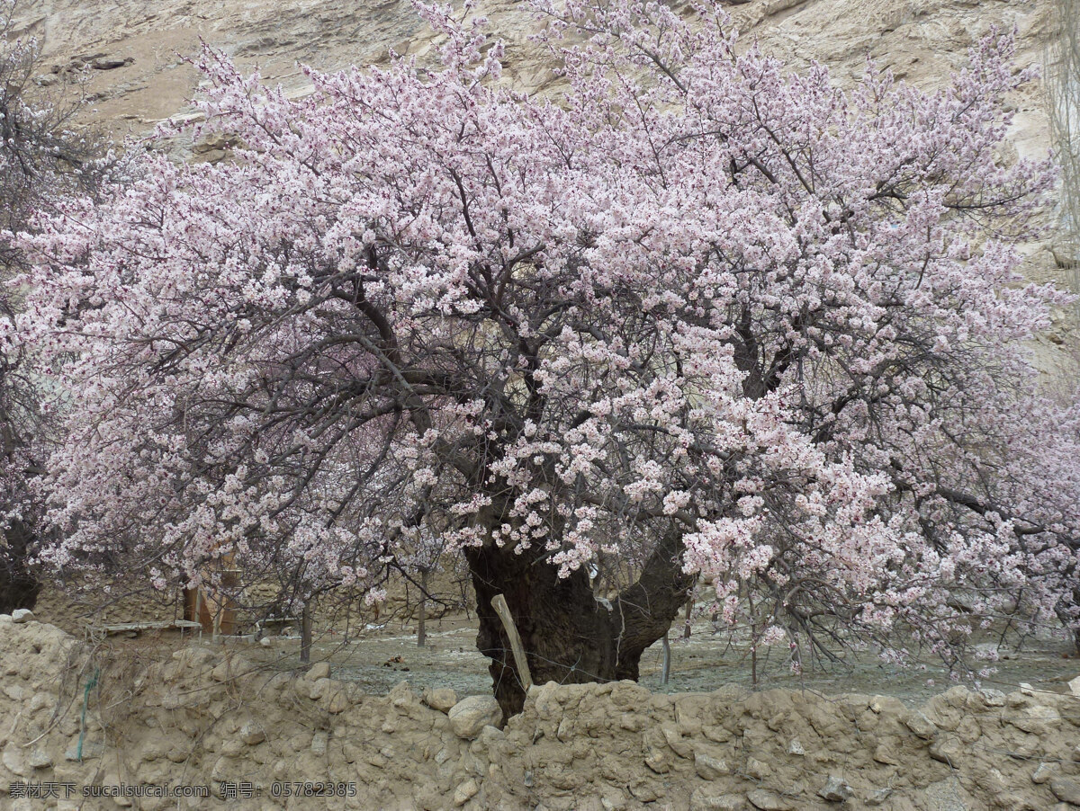 新疆杏花 塔县杏花 大杏树 美丽的杏花 漂亮的杏花 花 植物世界 生物世界 树木树叶