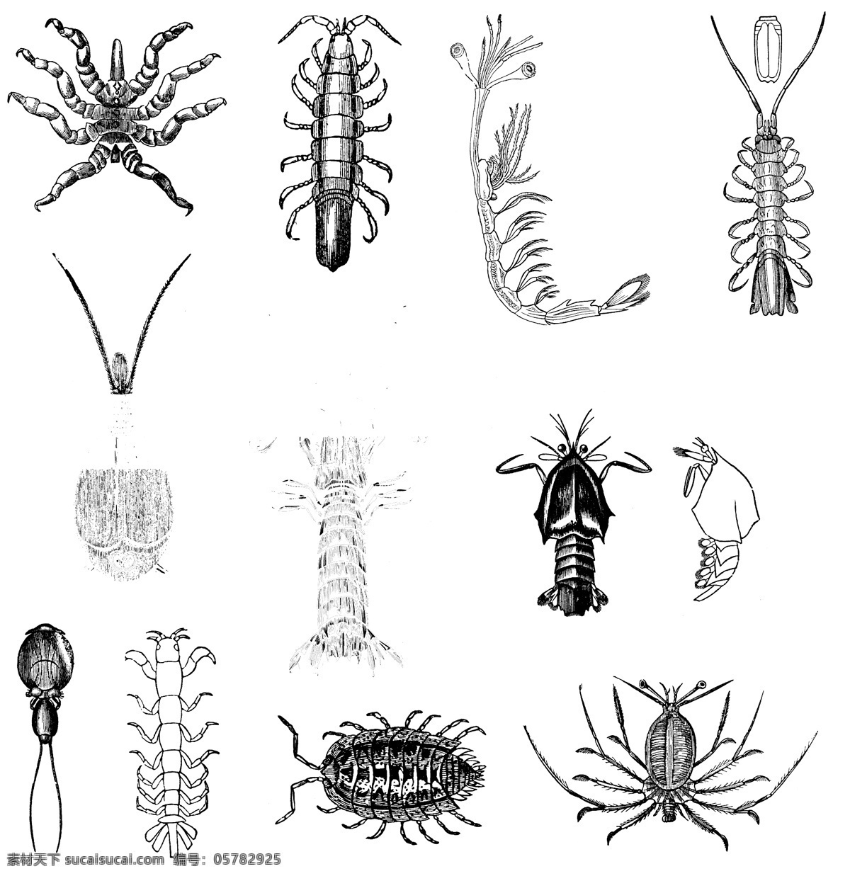 鱼类 贝 甲壳 类 欧美 古典 线条 矢量 动物 库 欧洲古典素材 矢量素材 素描素材 线条素材 非 主流 矢量图 其他矢量图