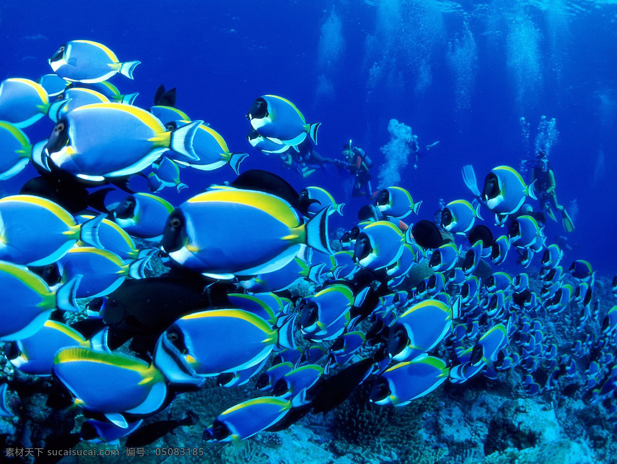 珊瑚礁 大海 海底世界 海水 蓝色海洋 清澈 湛蓝 热带 生物 生物世界 鱼类 自然景观 自然风光