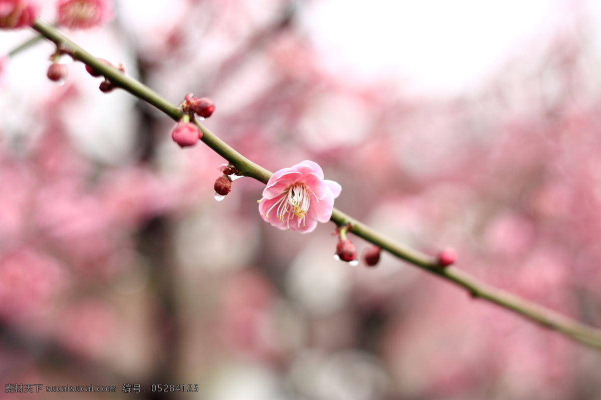 梅花 春天 花草 生物世界 水滴