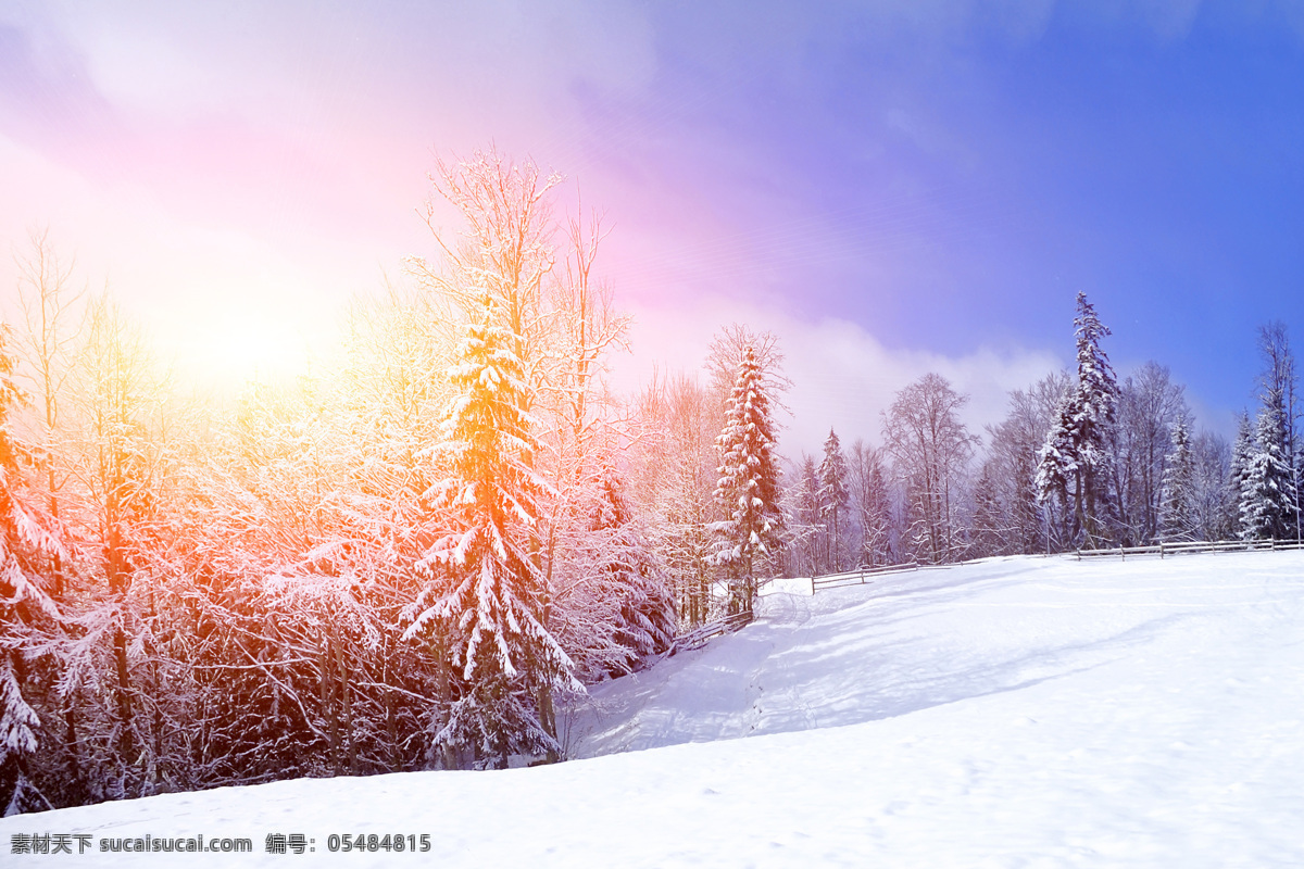 树木雪景摄影 冬天雪景 雪地 美丽雪景 梦幻背景 自然风景 冬天风景 自然景观 白色