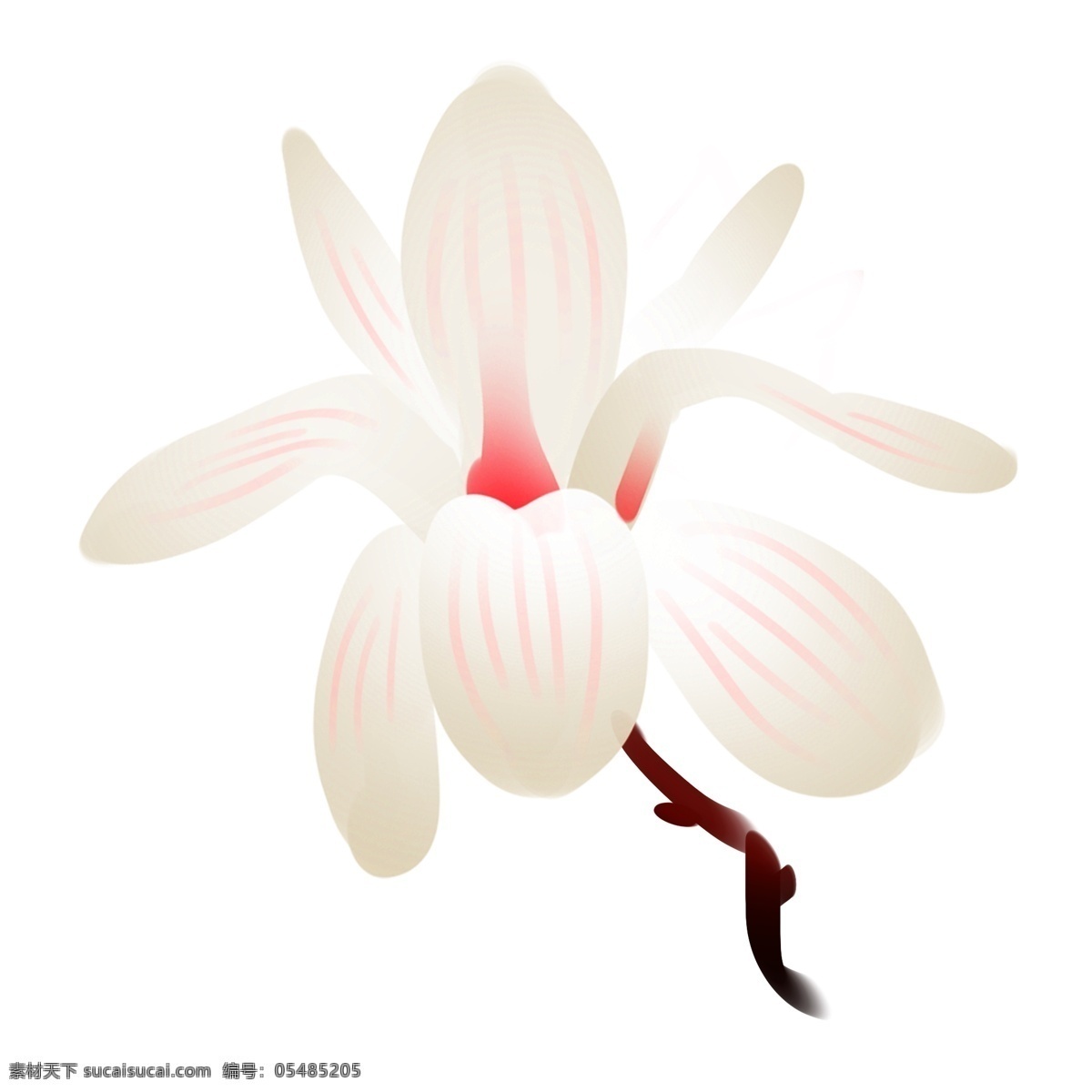 白色玉兰花朵 花朵 玉兰 白色
