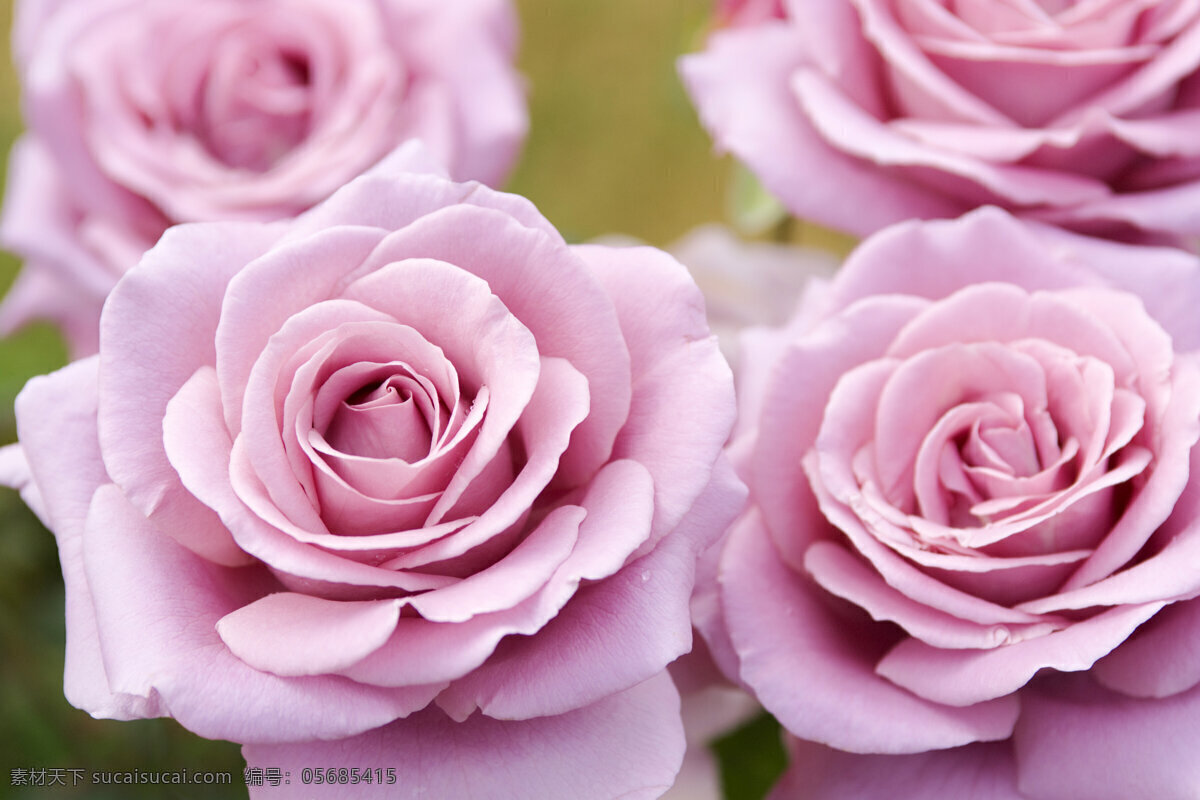 粉红 玫瑰 花卉 鲜花 花朵 美丽鲜花 美丽风景 摄影图 花草树木 生物世界
