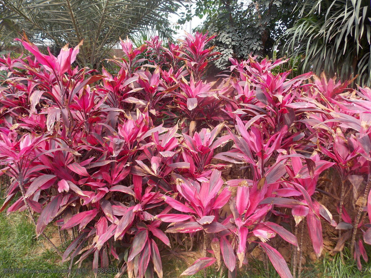 朱蕉龙舌兰科 叶 树 花 植物 盆栽 背景 装饰 植物学 龙舌兰科 朱蕉 花卉 自然 自然景观 田园风光