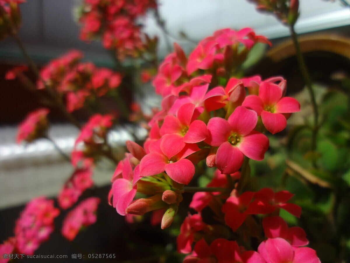 迎春花 花 红花 浪漫 唯美 花草 生物世界