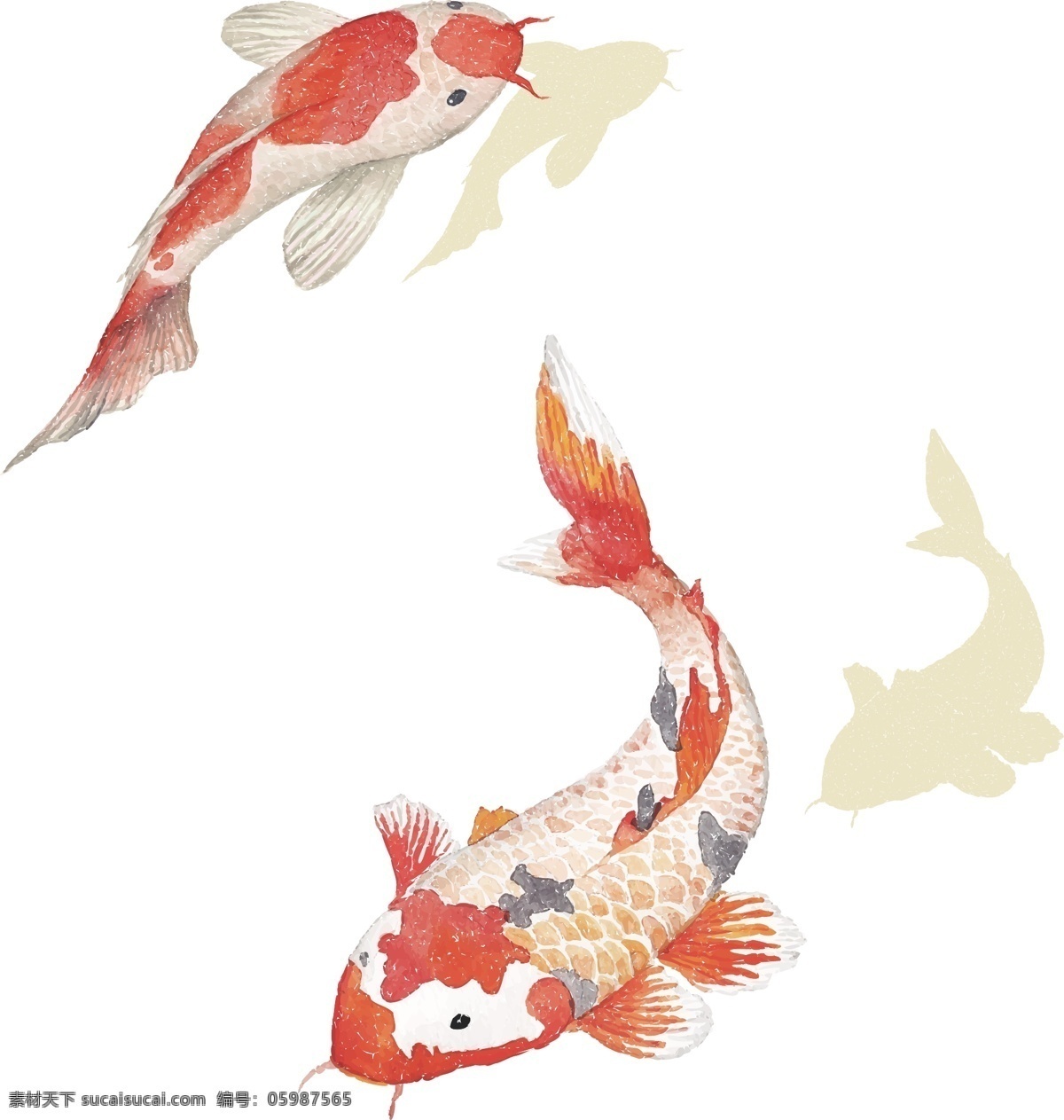 中国 风 水彩 鲤鱼 中国风 红色鲤鱼 水彩绘 动物 生物世界 鱼类