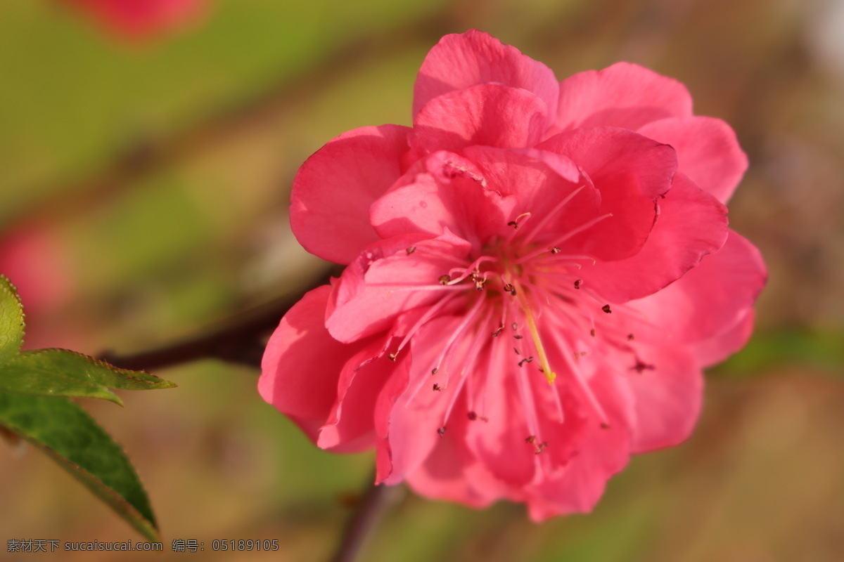 桃花 桃花运 植物 花园 桃红 美丽 花朵 桃花园 春天 花香 花瓣 微距摄影 开花 花草 生物世界 红色