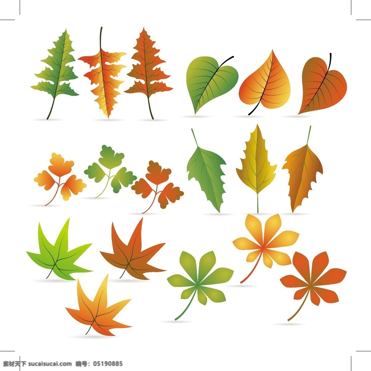 多种 树叶 矢量 橙色 枫叶 环保 绿叶 矢量素材 梧桐叶 白树叶 矢量图 其他矢量图
