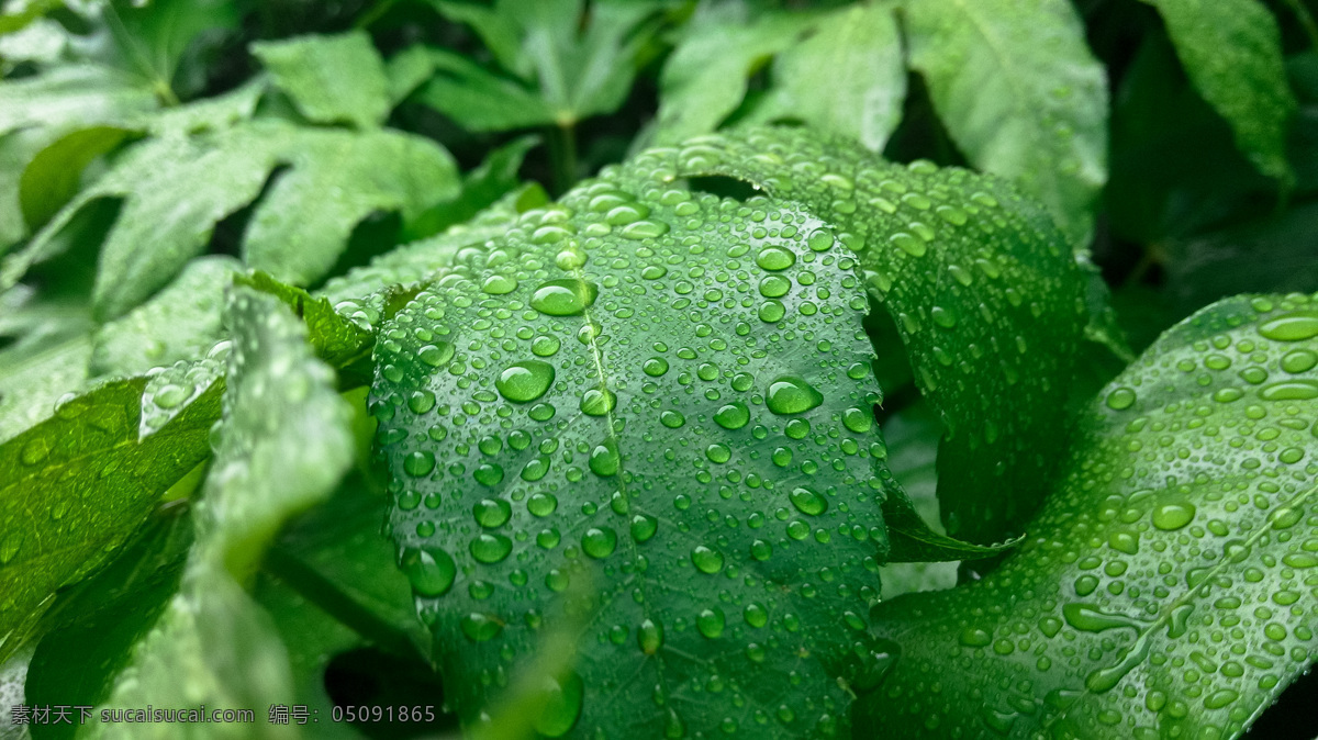 水珠 草 风景 花草 绿色 绿叶 生物世界 水滴 雨水 水 珠 叶子 植物 psd源文件