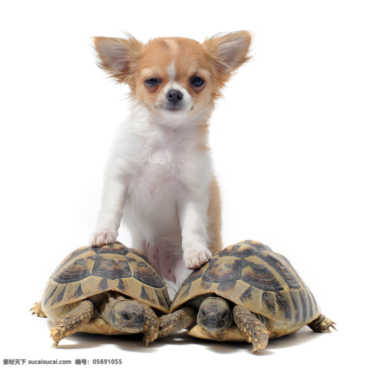 小狗 乌龟 动物 动物世界 摄影图 宠物 名贵犬种 狗狗图片 生物世界
