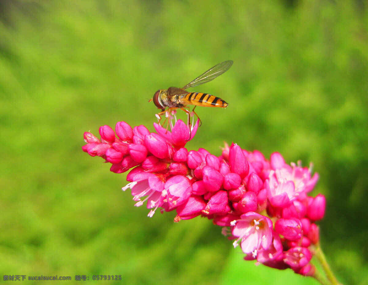 采蜜的食蚜蝇 一只食蚜蝇 黄 黑 相间 身体 紫红色 红 蓼 花 采蜜 阳光 微距 微距昆虫一组 昆虫 生物世界