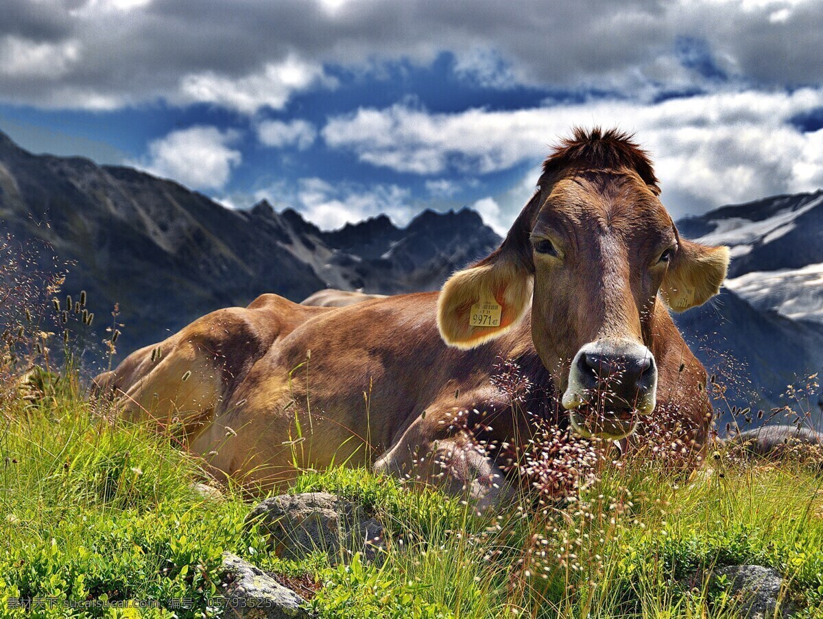 阿尔卑斯山牛 牛 阿尔卑斯山 山 云 景观 晒太阳 动物 黑色