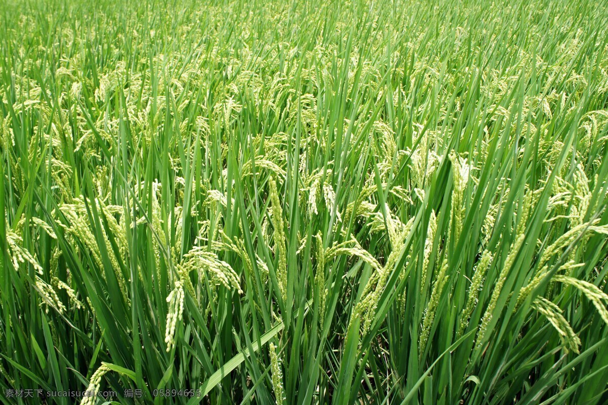 水稻 稻谷 粮食 农作物 禾本科 农业 花草植物树木 生物世界 其他生物