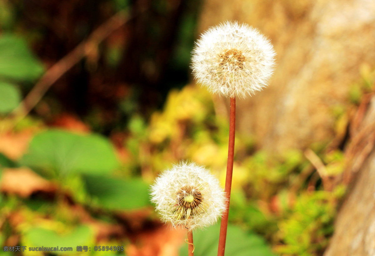 蒲公英 蒲 花 白花 小花 植物世界 生物世界 花草