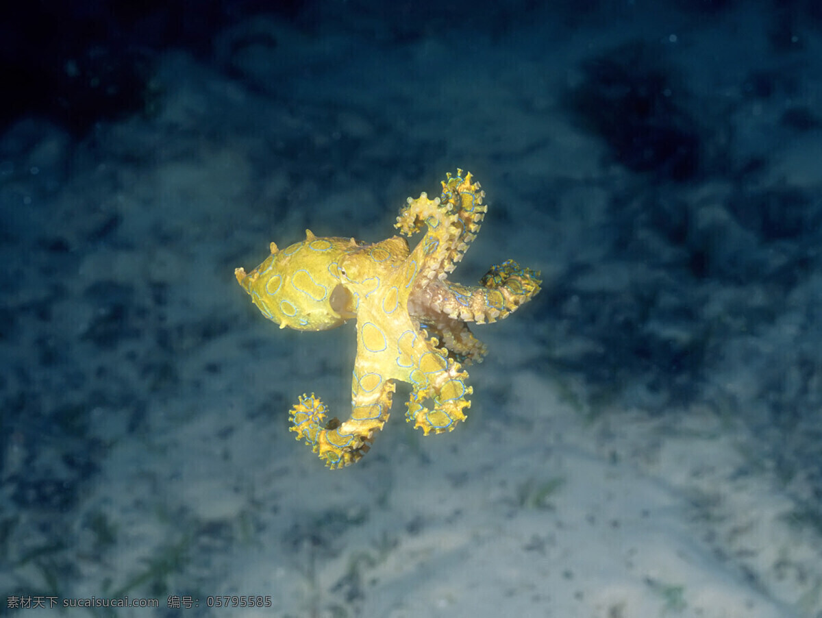 鱿鱼 海底世界 海底游泳 海洋 海洋生物 礁石 潜水 摄影图库 生物世界 游泳 鱼类 鱼