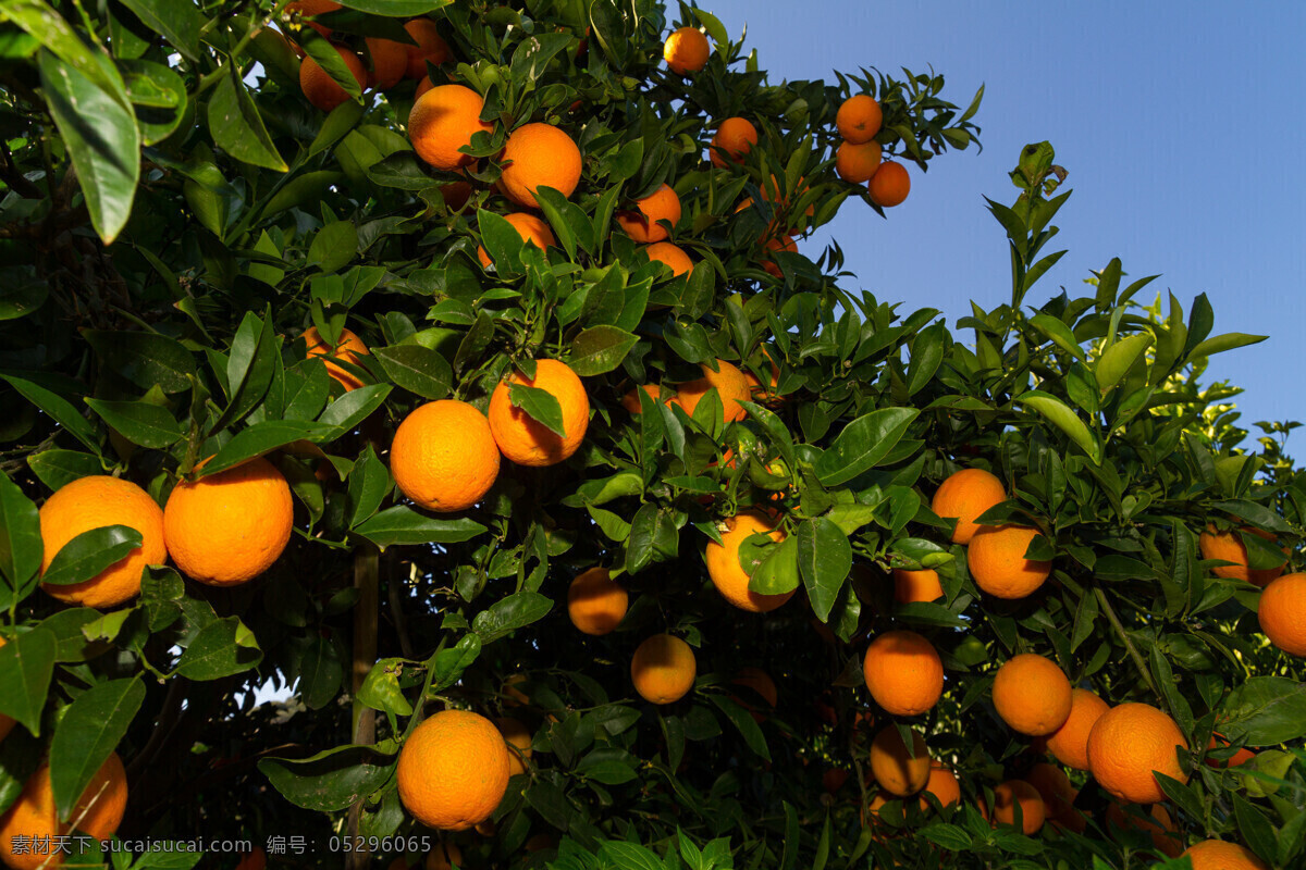 桂 满 桔子 果树 水果 丰收 柑橘 枝头 生物世界