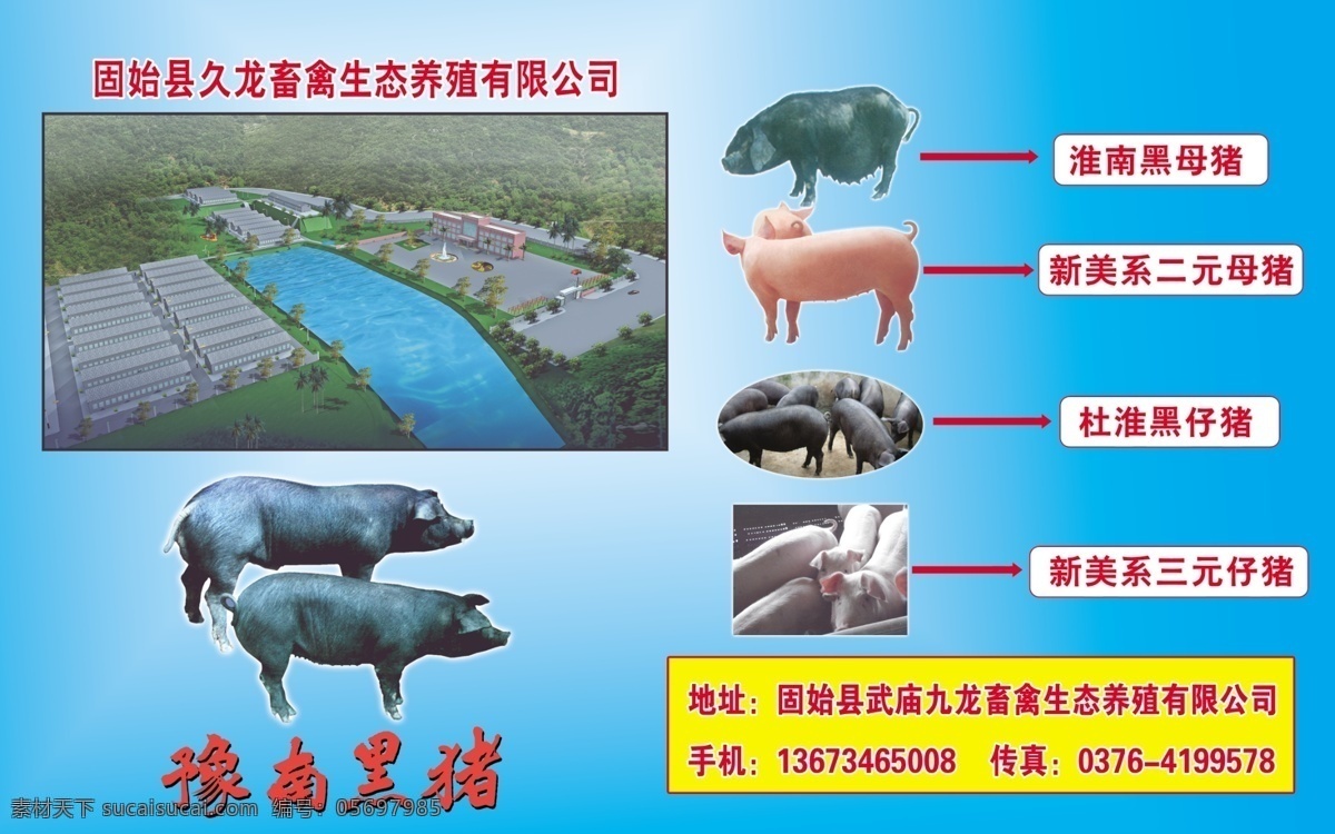 固始县 久 龙 畜禽 生态 养殖 有限公司 生猪养殖 品种猪 豫南黑猪 大元猪 展板模板 广告设计模板 源文件