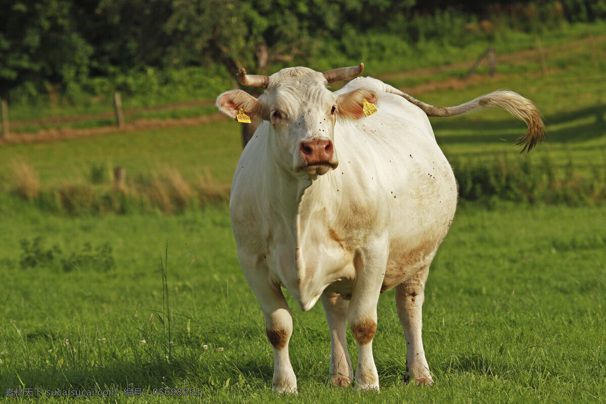 牧场上的奶牛 奶牛 牛 牧场 草原 动物世界 摄影图 陆地动物 生物世界 黑色