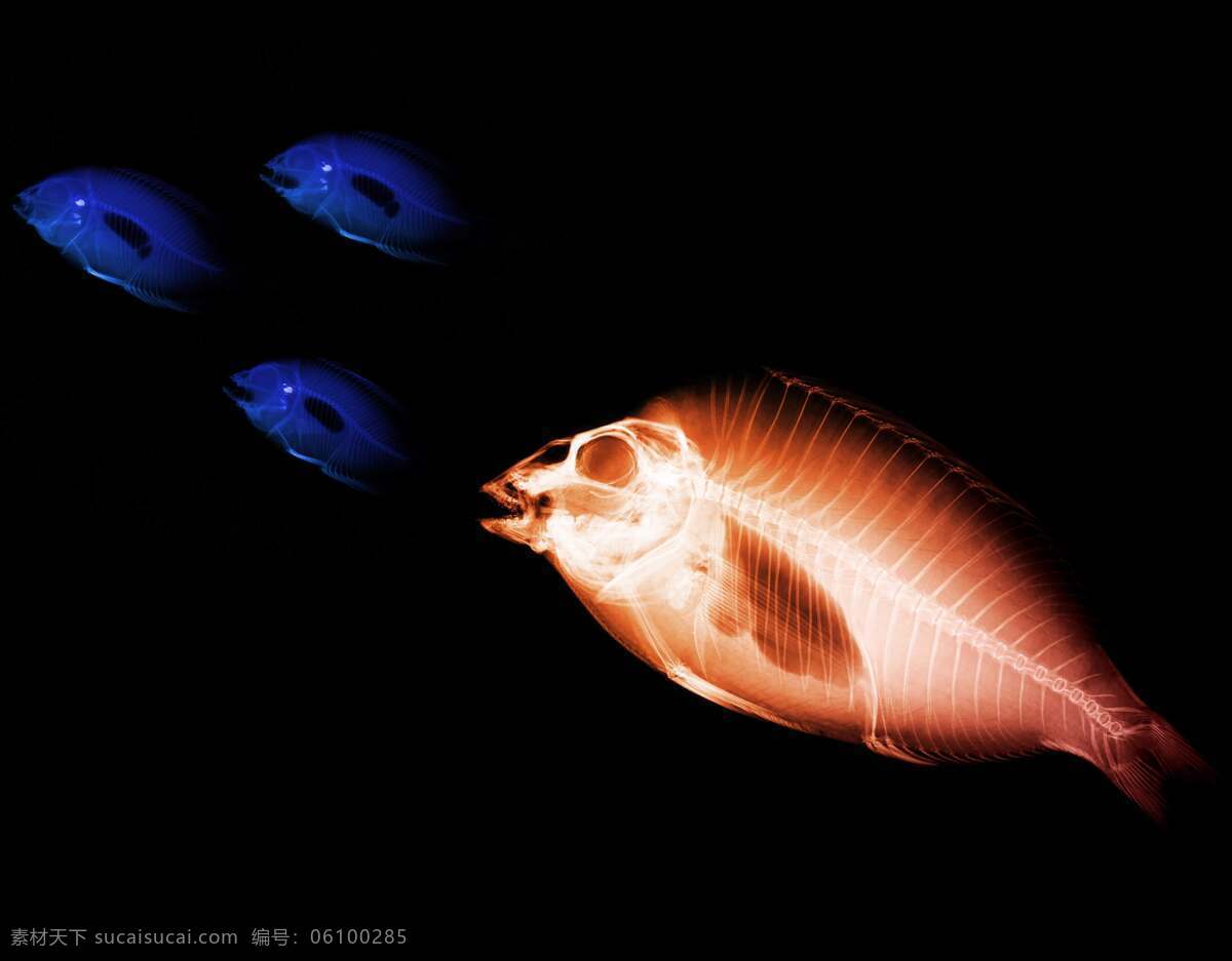 生物科学 科学研究 鱼 科技图片 现代科技
