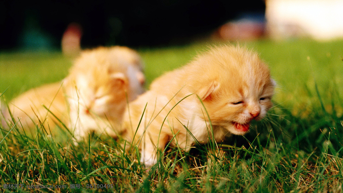 草地 上 可爱 小猫 仔 草地上 可爱的小猫仔 猫咪 猫 花猫 小猫崽 趴着 黄色 草丛 近景 特写 微距 动物摄影 生物世界 家禽家畜