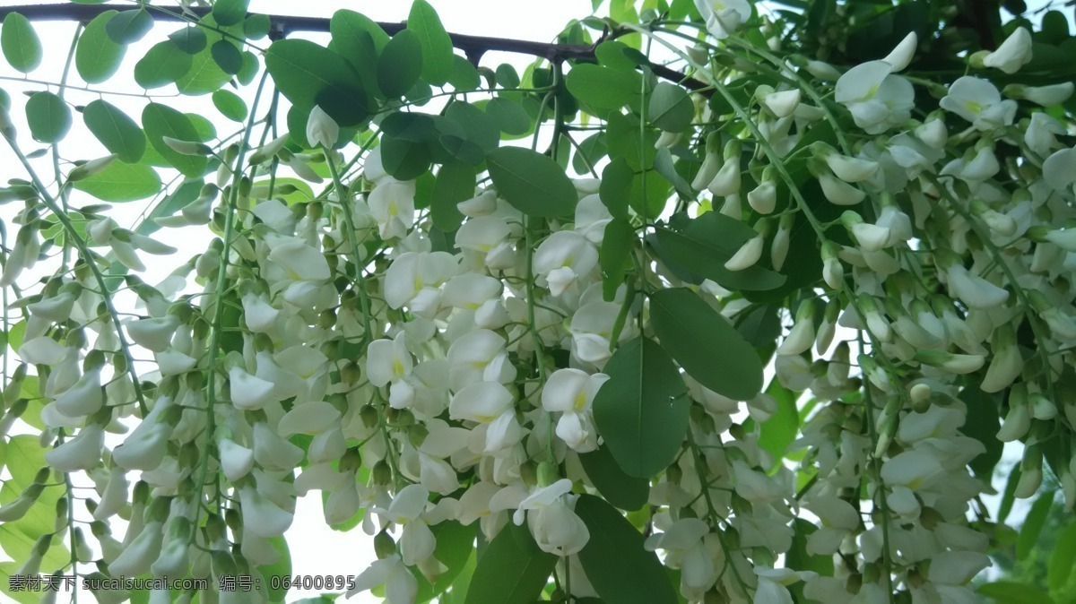 槐 玉串花 槐花蜜 花儿朵朵 自然景观 自然风景