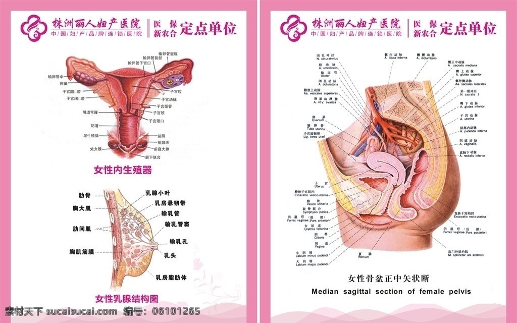 妇科解剖图 矢量素材 妇科 解剖 图 模板下载 医疗 医疗广告 广告 平面广告 医院广告 展板 医疗解剖图 展板设计 展板宣传 解剖图 医学解剖图 医院解剖图 女性 盆 骨 正中 失 状 断 女性内生殖器 乳房 矢 横 式 生殖 生殖器 矢量图库 cdr文件 矢量 科室 妇产科 展板模板