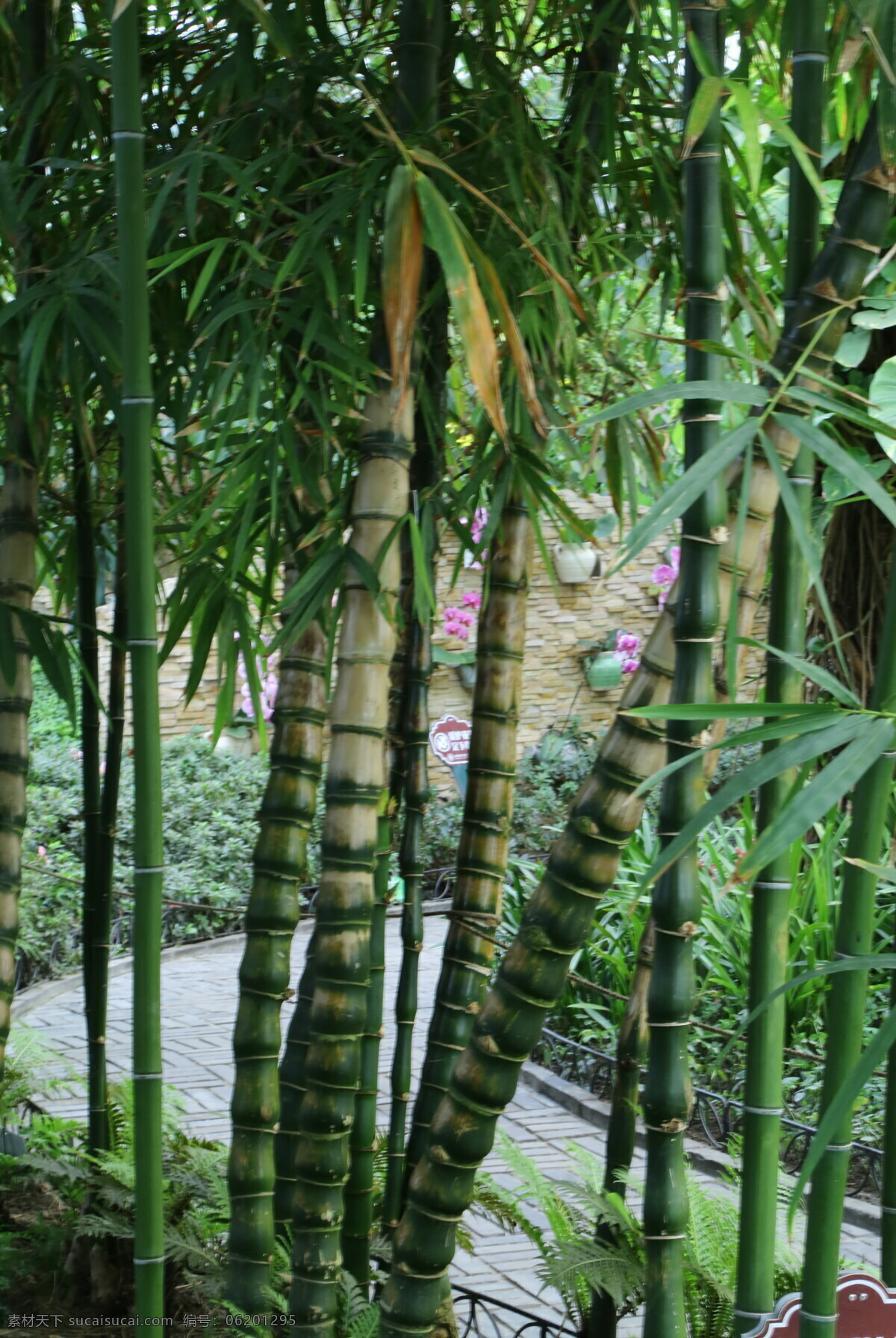 佛肚竹 佛竹 罗汉竹 密节竹 大肚竹 葫芦竹 竹子 竹节 温室风景 绿化景观 植物 园林美景 花卉大观园 生物世界 花草