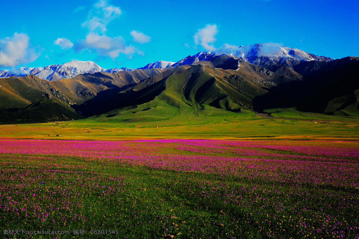 赛里木湖美景 新疆 草原 景色 红花 绿草 自然景观 山水风景