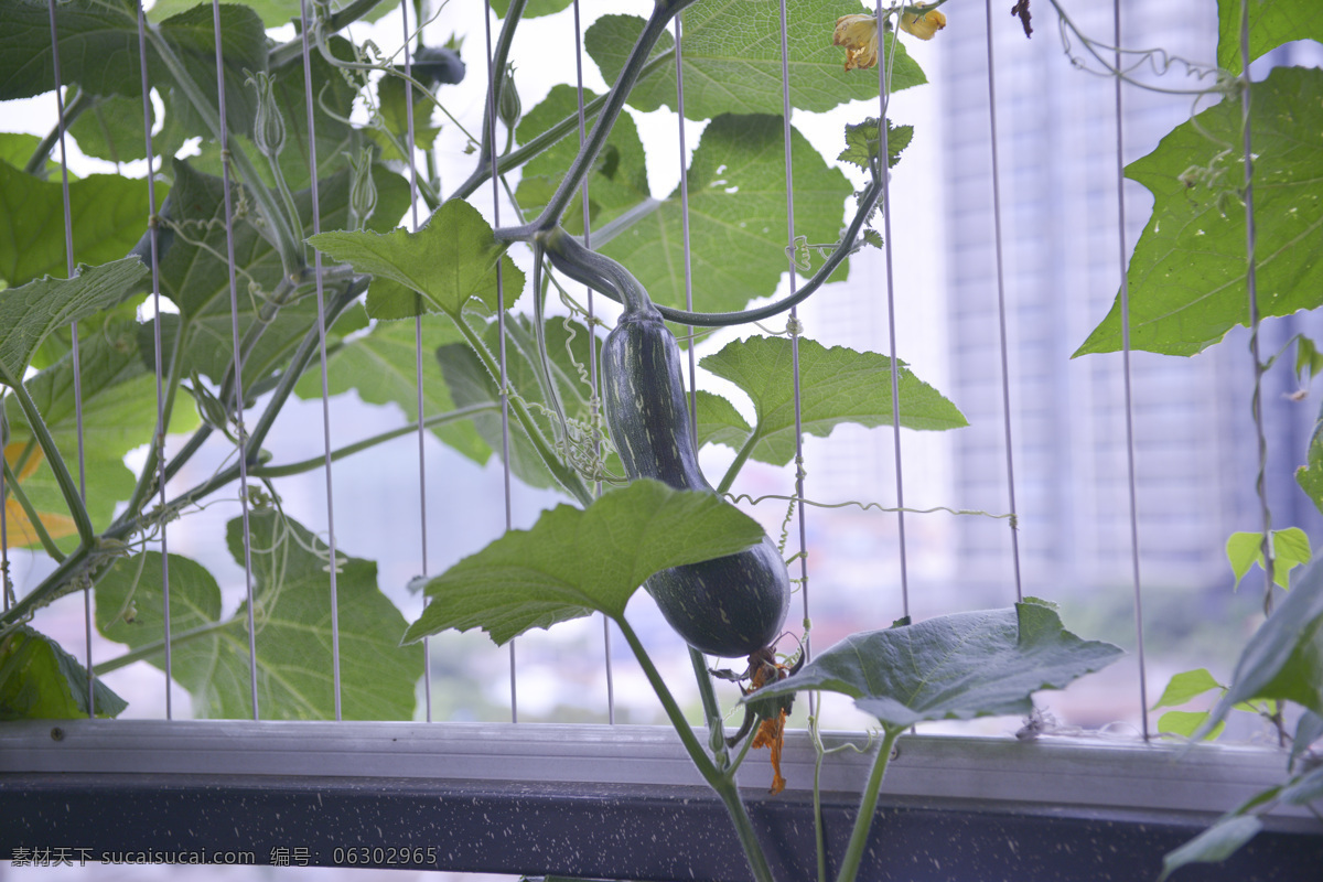 藤蔓 植物 南瓜 生物世界 蔬菜 藤蔓植物 菜蔬 阳台种植 瓜类 风景 生活 旅游餐饮