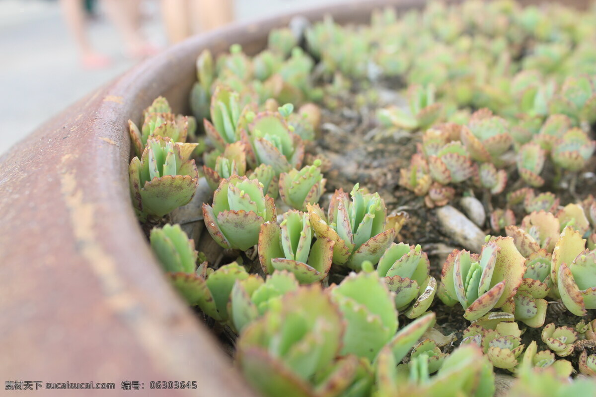 清新 绿色 肉 植物 高清 小清新 肉肉植物 多肉植物 叶子 绿叶