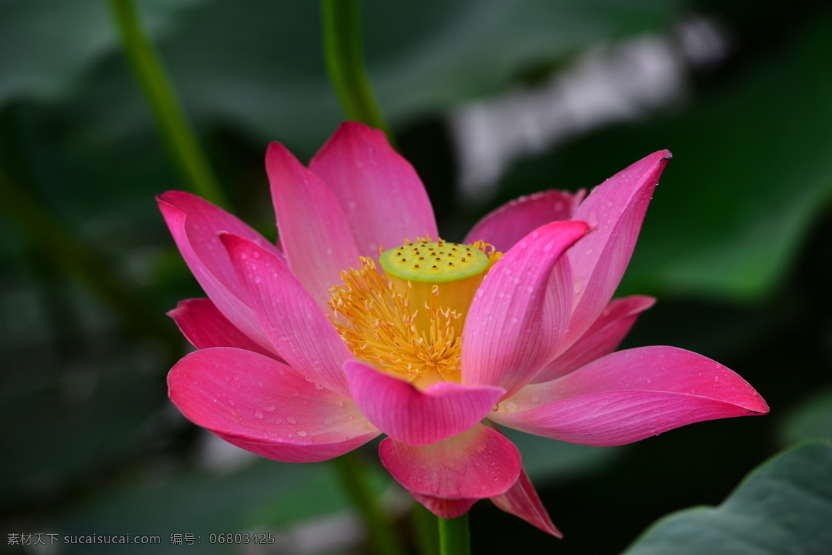 通辽风景 荷花 雨后 清晨 清新 白国战 生物世界 花草