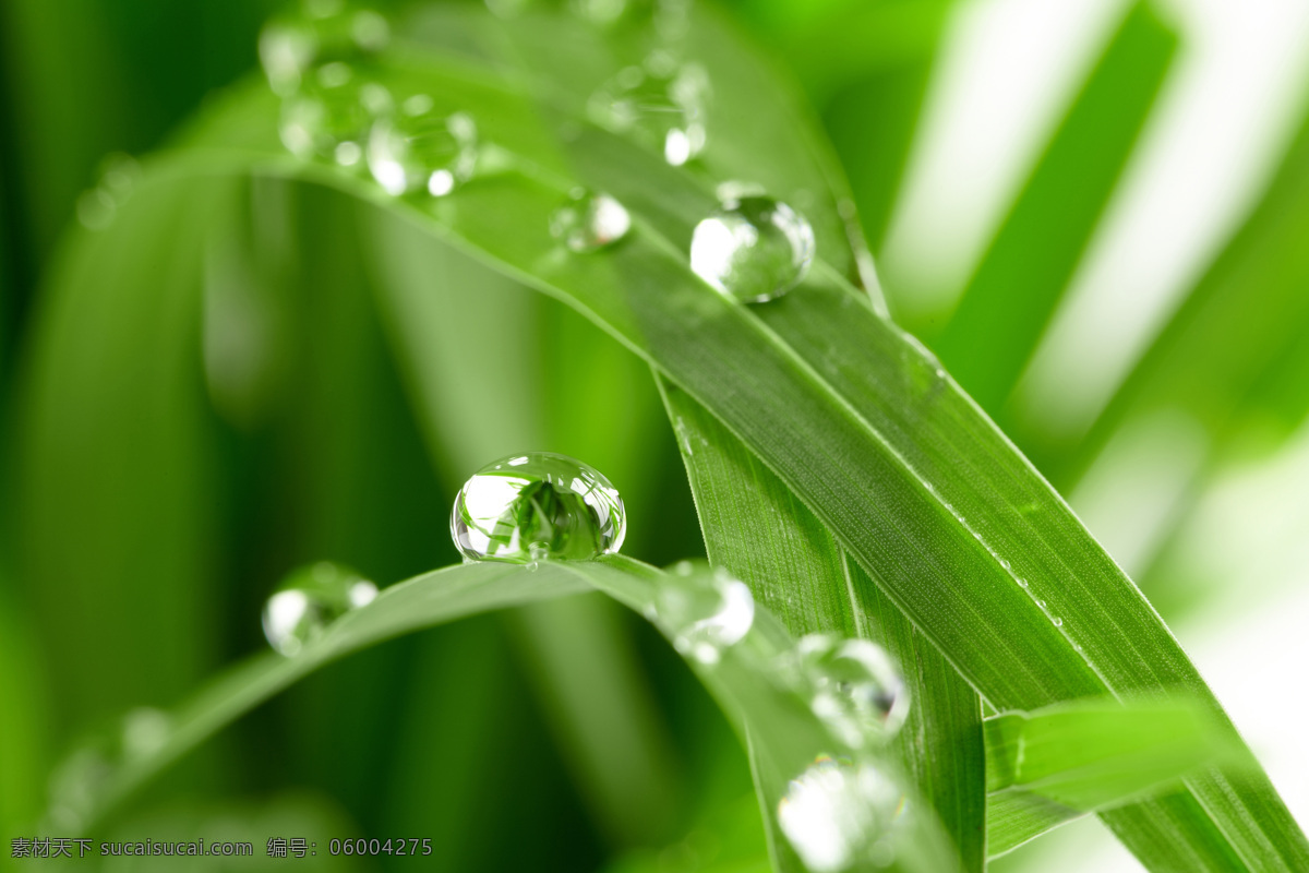 露水 漂亮水珠 水珠 露珠 晨露 水珠特写 绿叶上的水珠 绿叶特写 晶莹剔透 绿叶背景 水珠图片 水滴 水珠和绿叶 自然环保 干净的水 干净 清澈 雨后 雨水 春天 花草 小草 草 绿叶 树叶 微距拍摄 水 水花 水珠水花水滴 树木树叶 生物世界