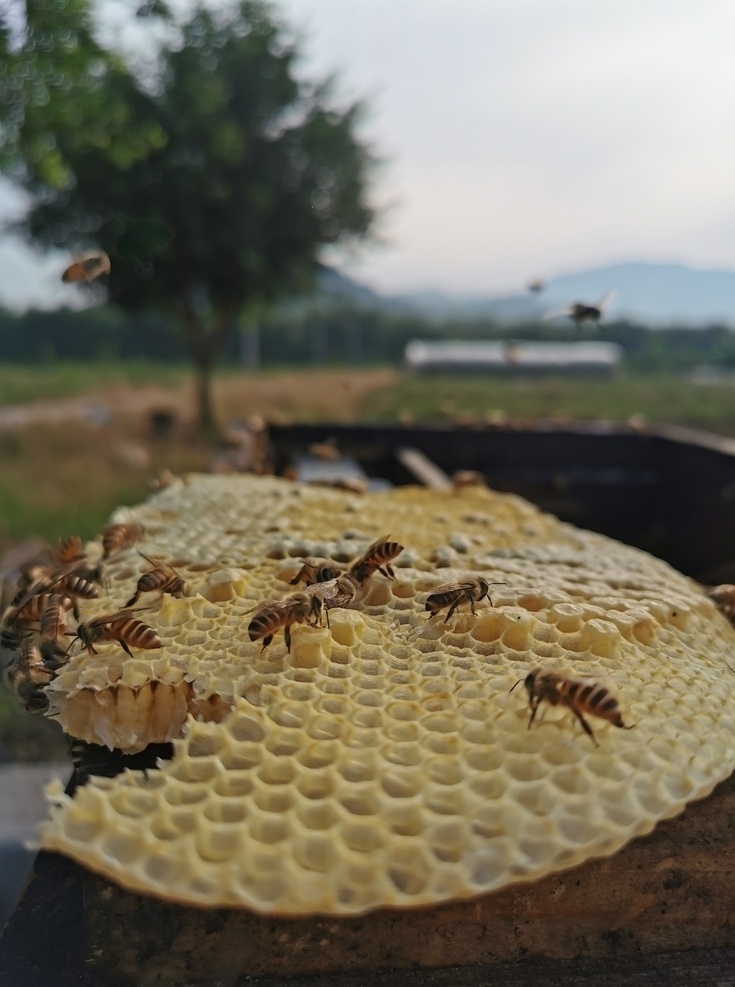 蜂巢 蜜蜂 蜂窝 蜜糖 花粉 花蜜 蜂 中华蜂 中华蜂蜂蜜 采蜜 采蜂蜜 过滤蜂蜜 生物世界 昆虫