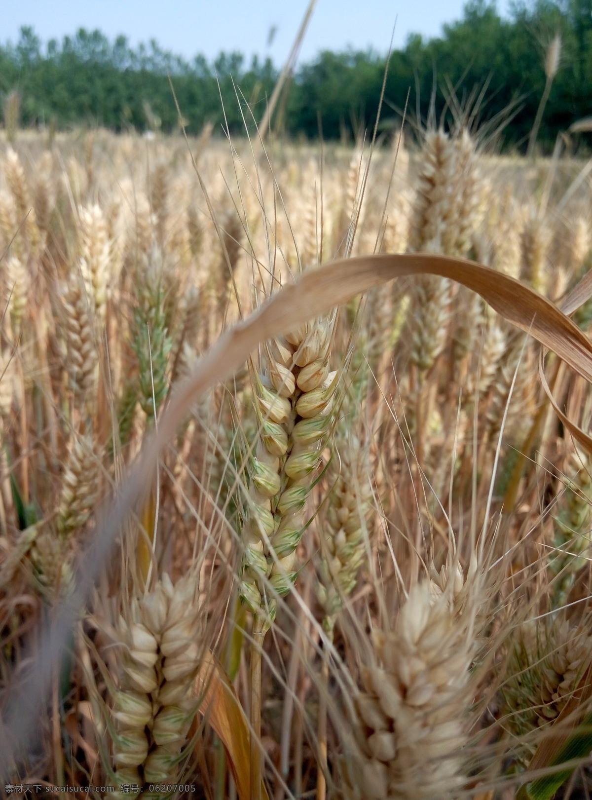 成熟的麦子 麦子 小麦 秋收 丰收 成熟 自然景观 田园风光