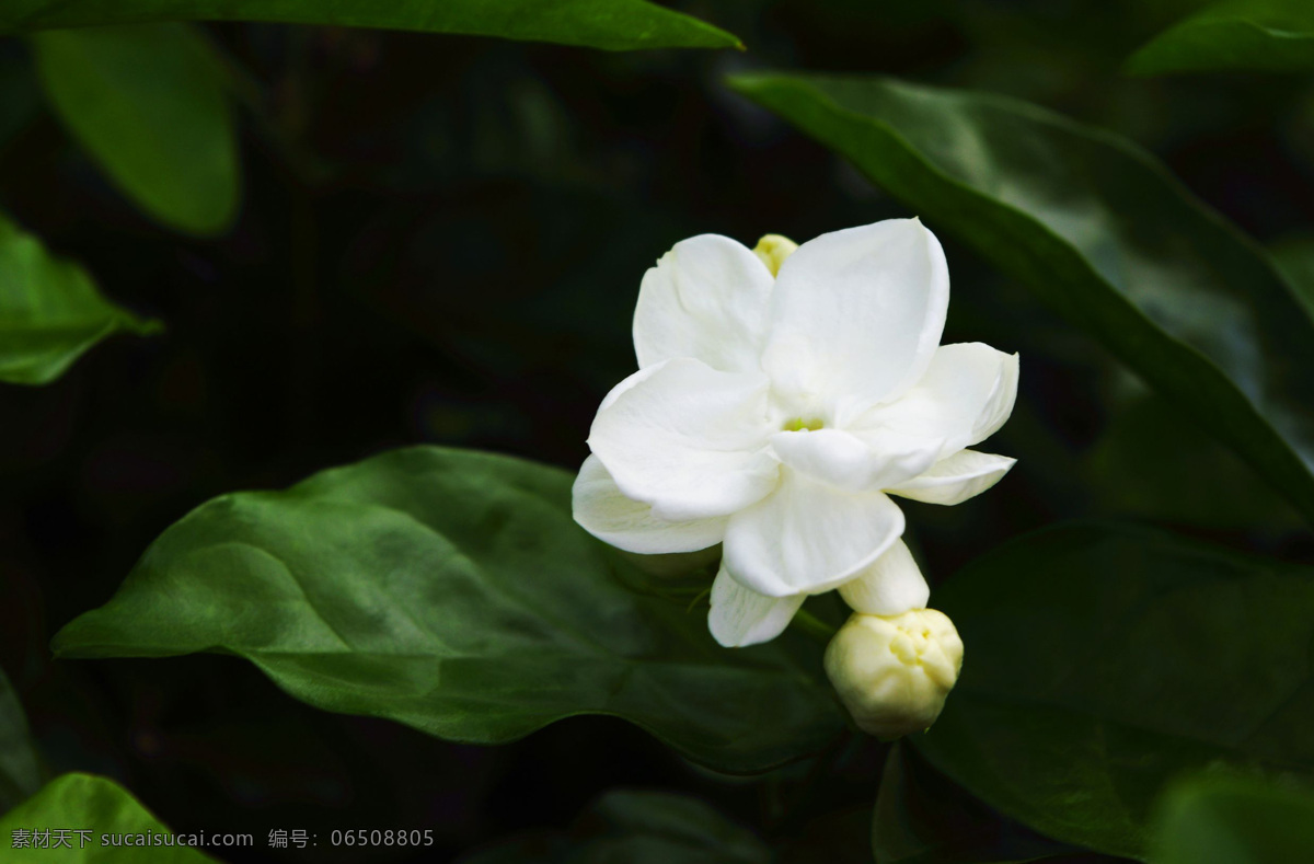 美丽 白色 茉莉花 高清 花卉 花朵 花草 花