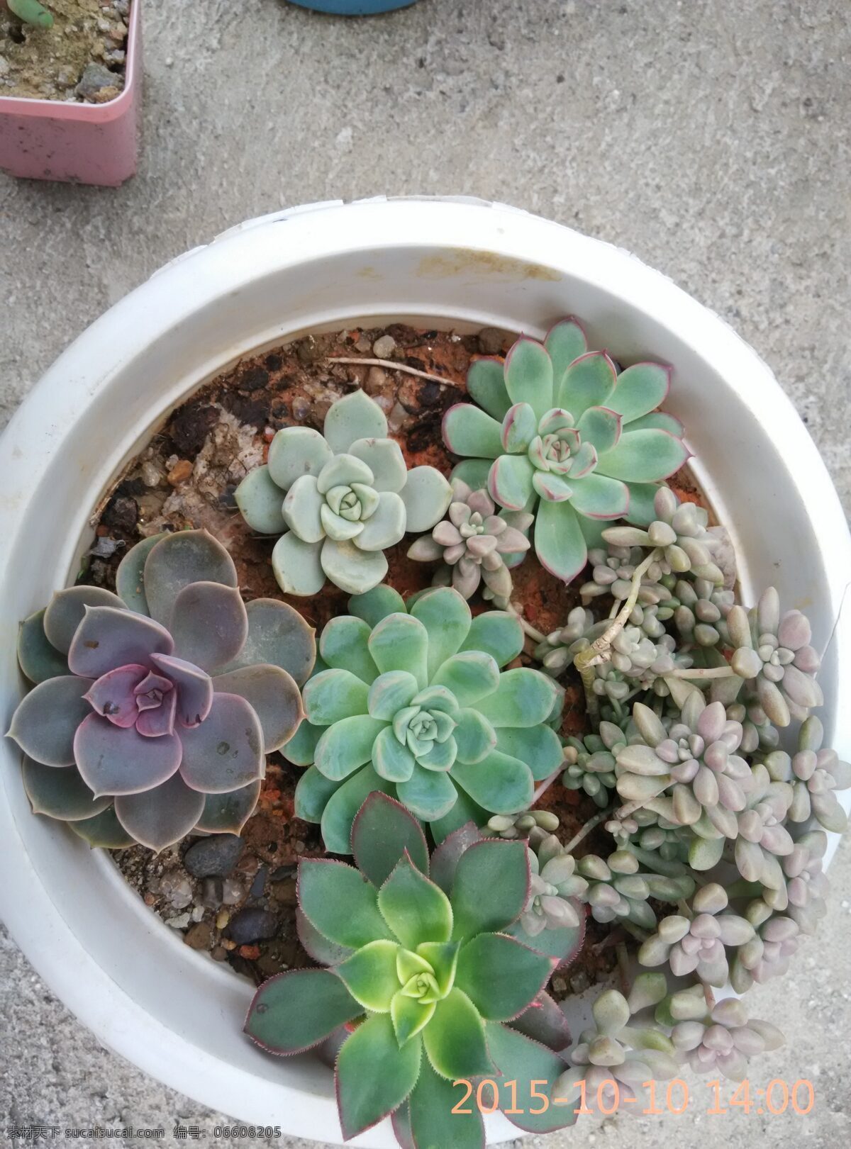 多肉盆栽 多肉 花月夜 植物 拼盘 生物世界 花草 灰色