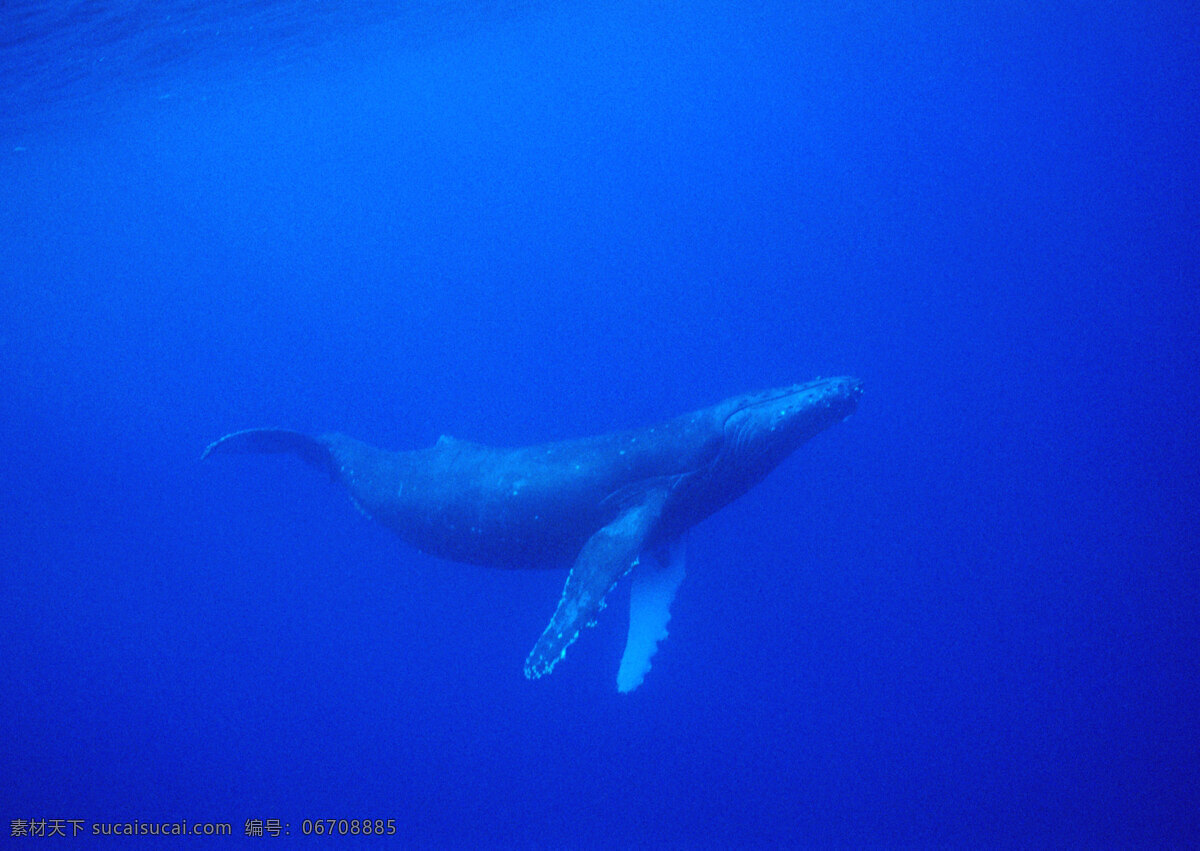 海底中的鲸 动物世界 生物世界 海底生物 海洋生物 野生动物 大海 鲸 鲸鱼 水中生物 蓝色