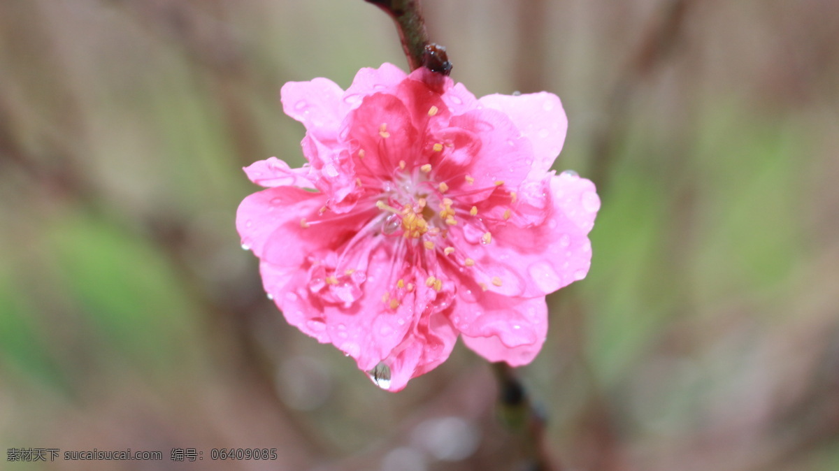 桃花 春天 植物 种植 花园 花朵 桃红 鲜艳 花瓣 花蕊 微距摄影 桃花运 花草 生物世界 灰色